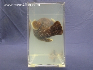 Foto Galerie/Tetraodontiformes/Arothron meleagris/Arothron meleagris_07_S.jpg